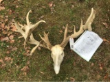 HUGE WHITETAIL FULL SKULL