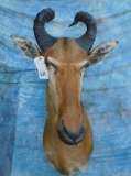 HARTEBEEST SH MT