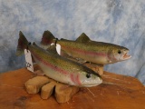 2 TROUT (2x$)