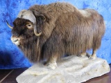 FB MUSK OX