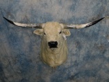 WHITE BULL LONGHORN SH MT