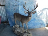 FB WHITETAIL