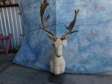 BIG WHITE FALLOW SH MT