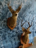 2 MULE DEER (2x$)