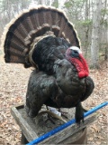 AWESOME NEW STRUTTING TURKEY