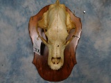 XXXL BROWN BEAR SKULL