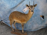 FB KLIPSPRINGER