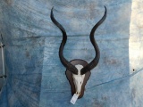 KUDU SKULL