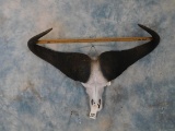 CAPE BUFFALO SKULL