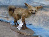 FB BAT EARED FOX