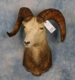 STONE SHEEP SH MT