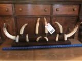 COMPLETE SET OF HIPPO TEETH DISPLAY