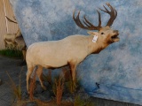 FB ALBINO RED STAG