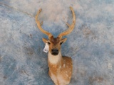 VELVET AXIS DEER WALL MT