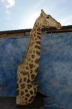 GIRAFFE FLOOR MT