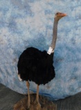 FB OSTRICH