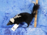 FB SKUNK