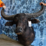 WATER BUFFALO SH MT