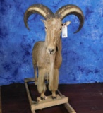 FB AOUDAD