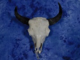 LARGE HERD BULL BISON SKULL