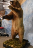 FB GRIZZLY BEAR