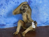 FB SITTING BABOON