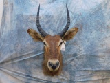 WATERBUCK SH MT