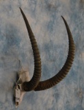 SABLE SKULL