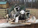 2 RACCOON & A POSSUM IN A CANOE -NEW