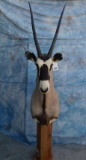 GEMSBOK PED MT