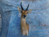 MTN REEDBUCK SH MT