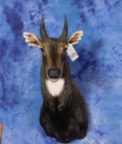 NILGAI SH MT