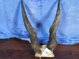 ELAND HORNS