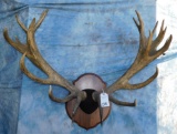 RED STAG HORNS