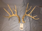 DEER ANTLERS