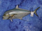 AFRICAN POMPANO