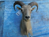 SMALL AOUDAD SH MT