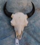 BUFFALO SKULL