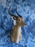 KAFUWE LECHWE