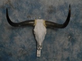 LONGHORN SKULL