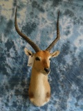 RED LECHWE (TX RESIDENTS ONLY)