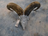 SKELETON CARVED AOUDAD SKULL