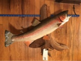 HUGE REAL SKIN RAINBOW TROUT