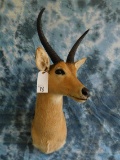 REEDBUCK SH MT