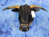 ZEEBU MINIATURE LONGHORN SM