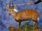 FB HARNESSED BUSHBUCK   -FROM CAMEROON