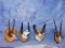 4 SETS OF AFRICAN ANTELOPE HORNS ON PLAQUES (4x$)