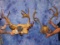 2 CARIBOU RACKS (2x$)