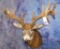 WHITETAIL MATCHED SHEDS  *220 2/8