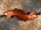 REPRODUCTION RED SNAPPER FISH MT